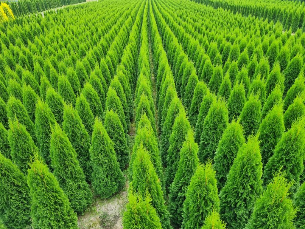 Tuja Smaragd żywotnik szmaragd thuja
