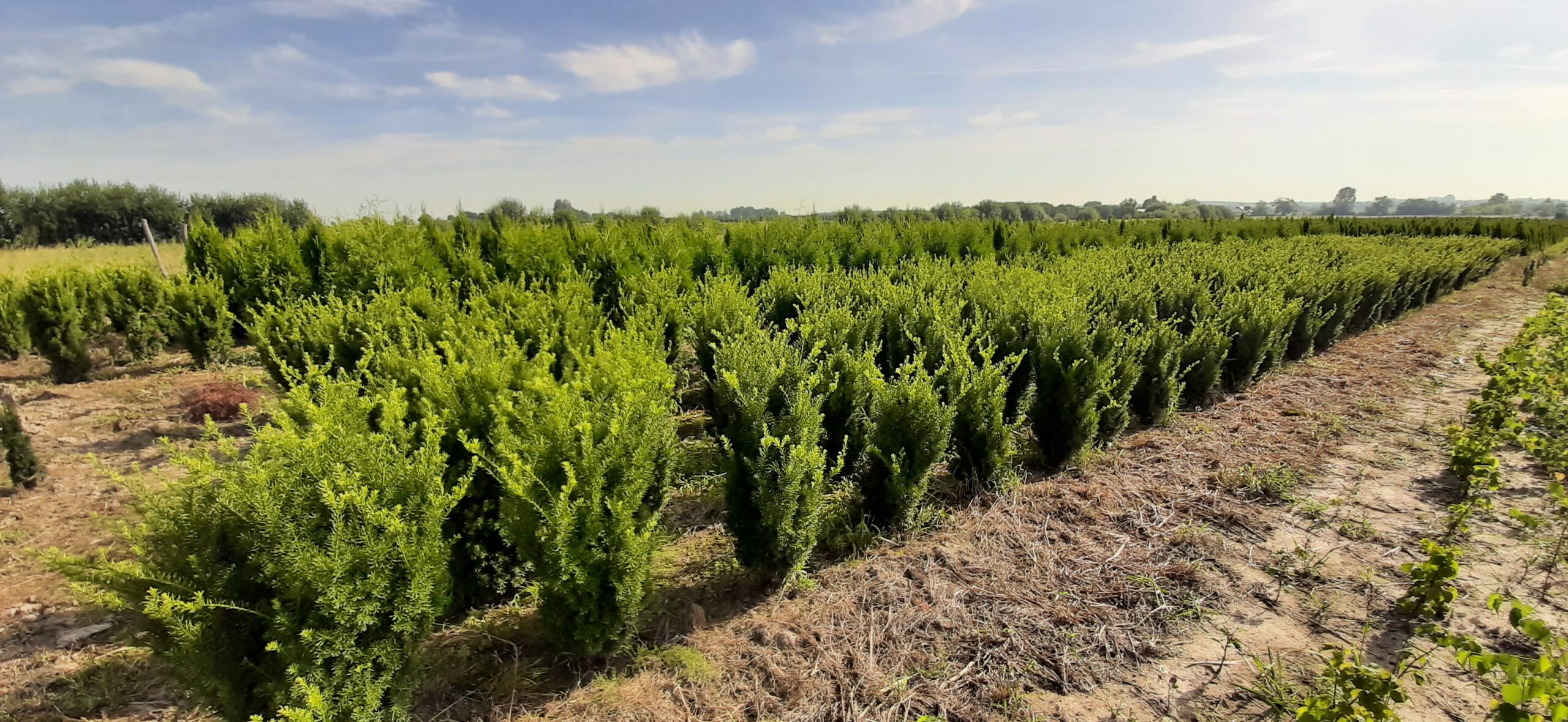 Cis pośredni 'Pacanów' uprawiany w gruncie