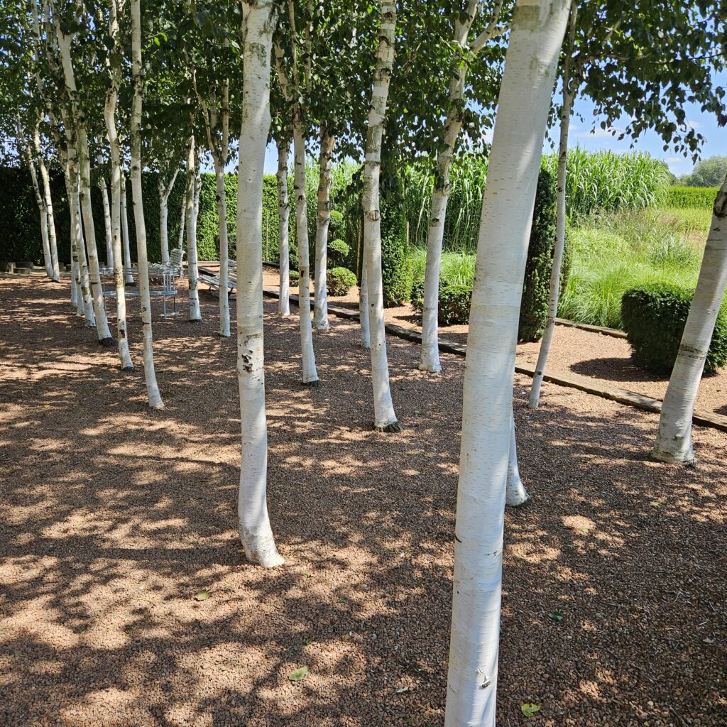 Brzoza pożyteczna ‘Doorenbos’