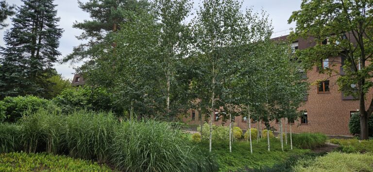 Zagajnik z brzozy Doorenbos