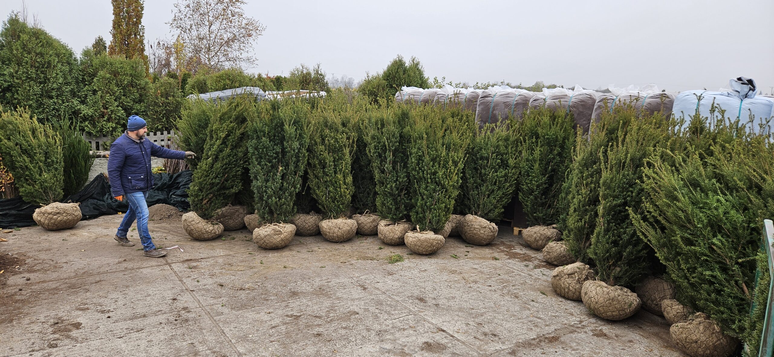 Cis Pacanów - duże rozmiary