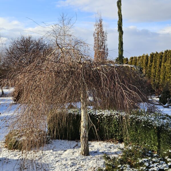 Betula pendula Youngii zima śnieg