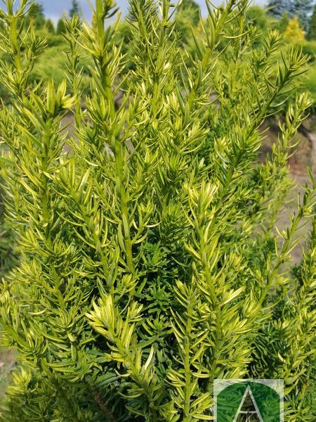 Cis pośredni 'Pacanów’ Cis pośredni 'Pacanów'