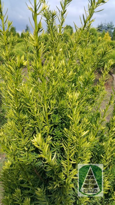 Cis pośredni 'Pacanów'