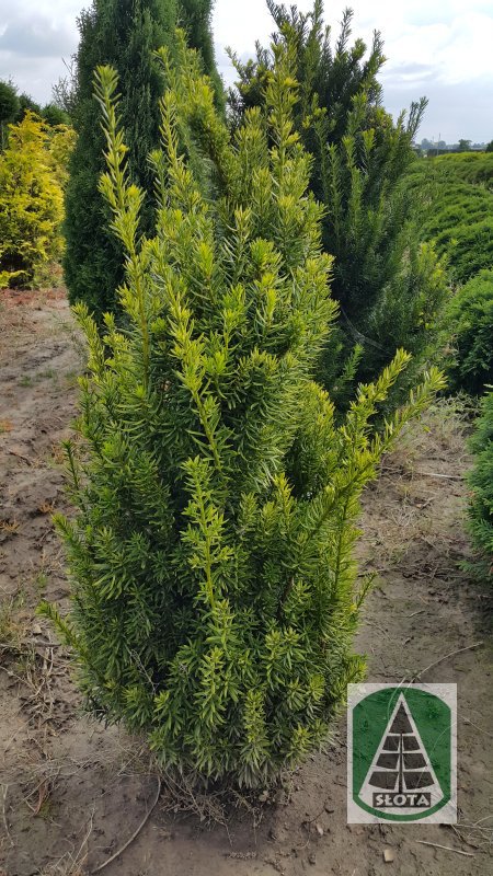 Cis pośredni 'Pacanów'