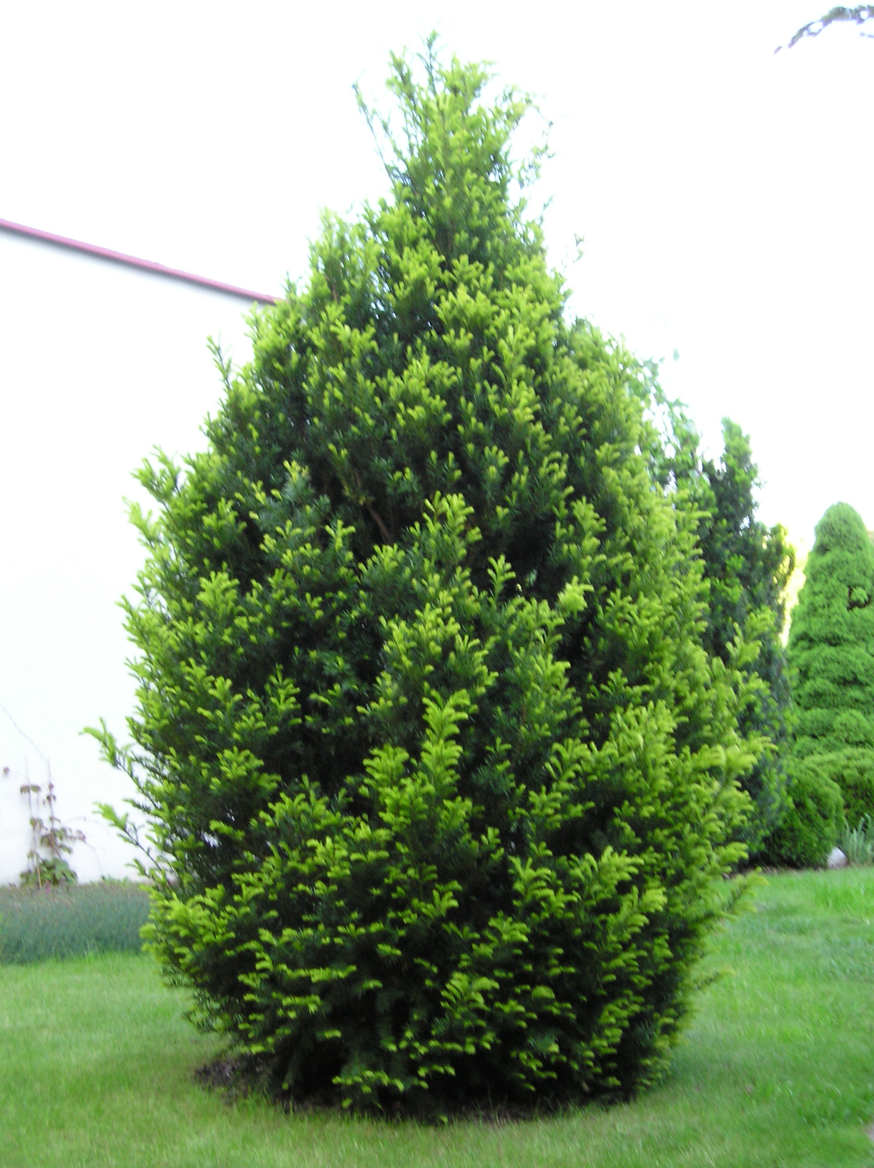 Cis pośredni 'Pacanów'