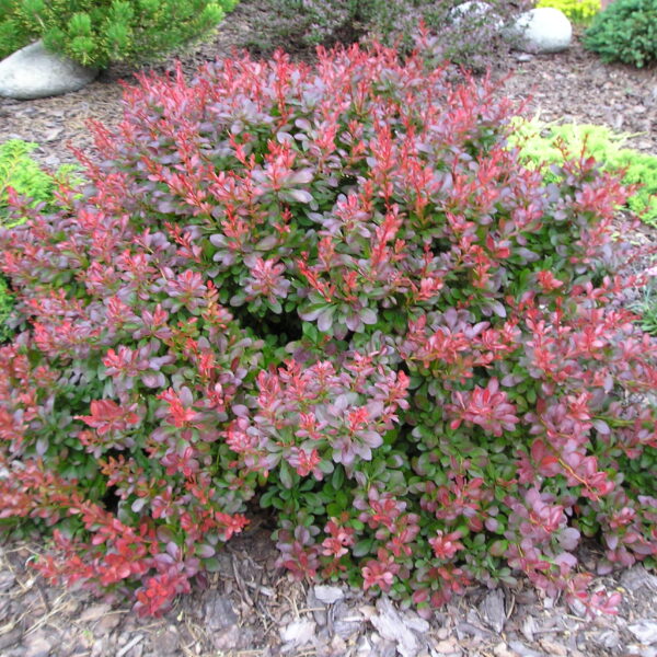 Berberys Thunberga ‘Atropurpurea Nana’