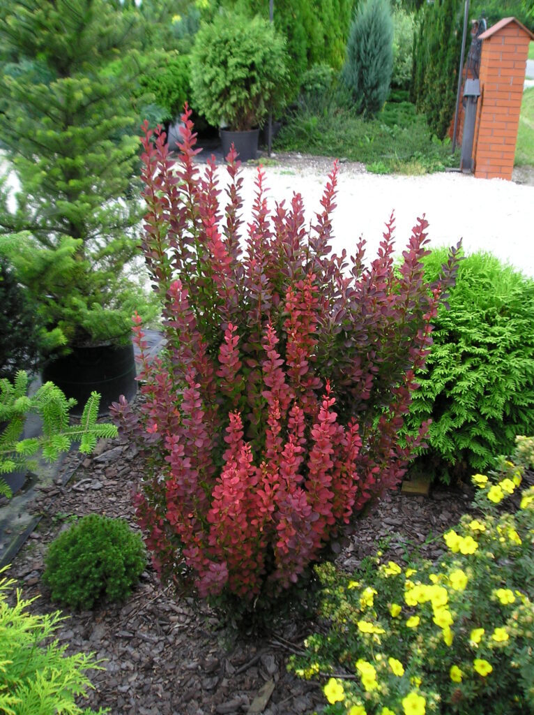 Berberys Thunberga Red Pillar