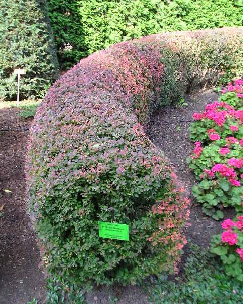 Berberys Thunberga ‘Atropurpurea’