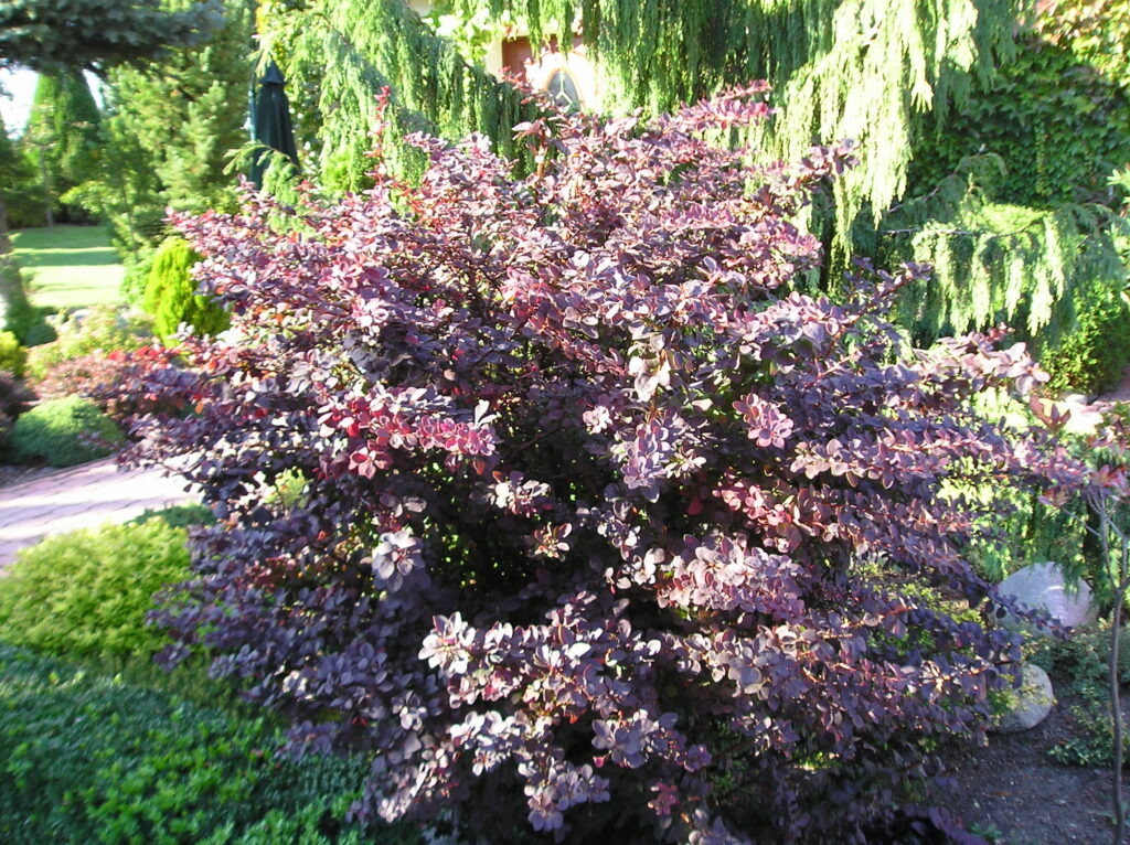 Berberys Thunberga ‘Atropurpurea’