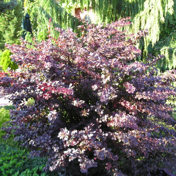 Berberys Thunberga ‘Atropurpurea’
