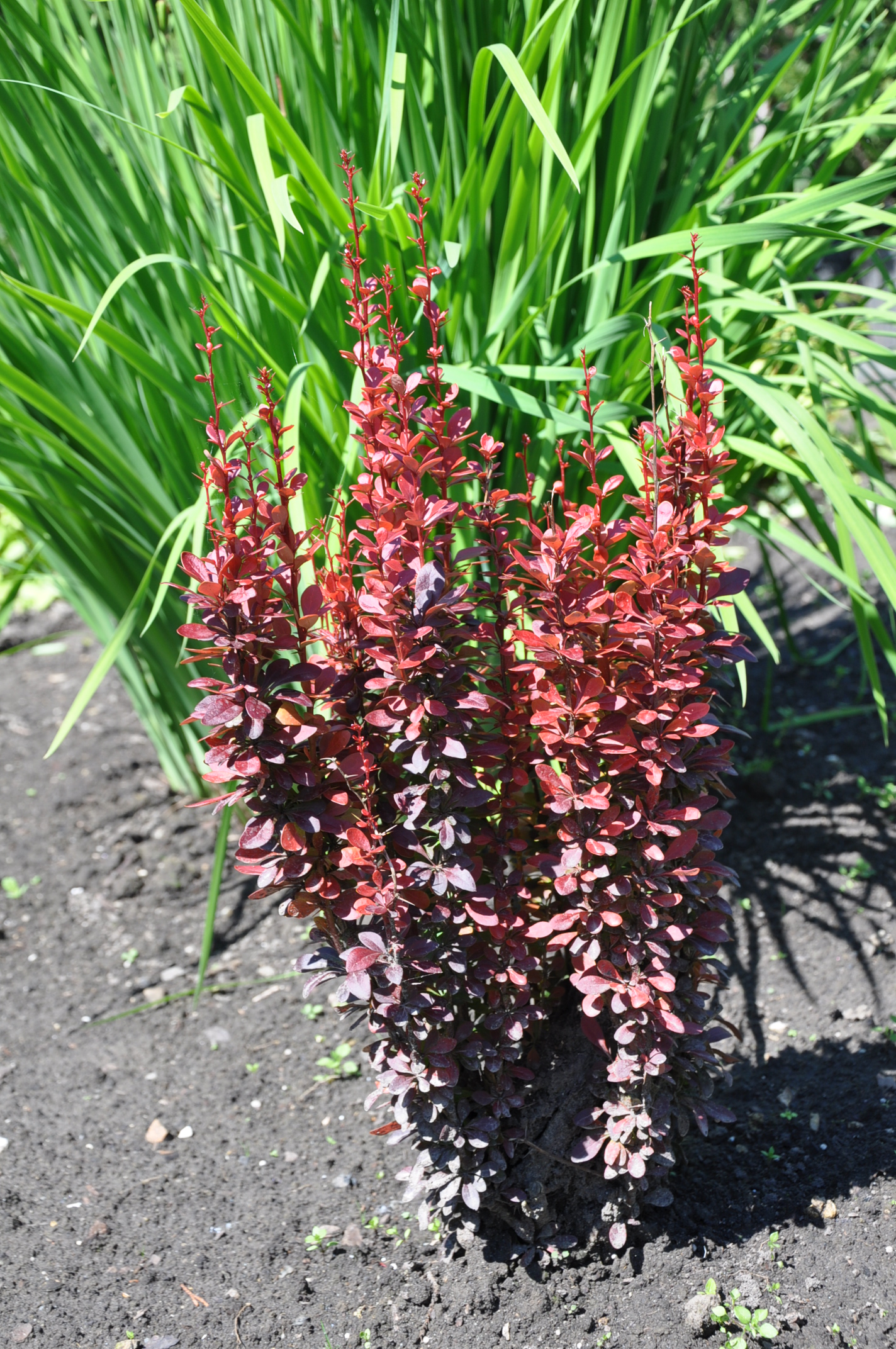 Berberys Thunberga ‘Helmond Pillar’
