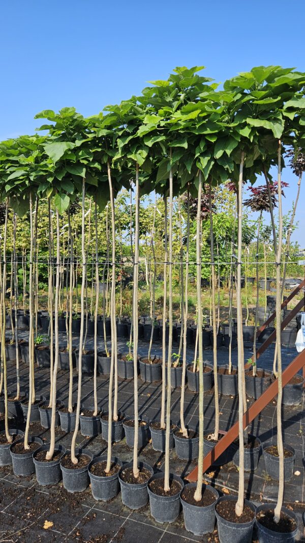 Katalpa Nana Surmia Catalpa