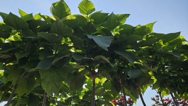 Katalpa Nana Surmia Catalpa