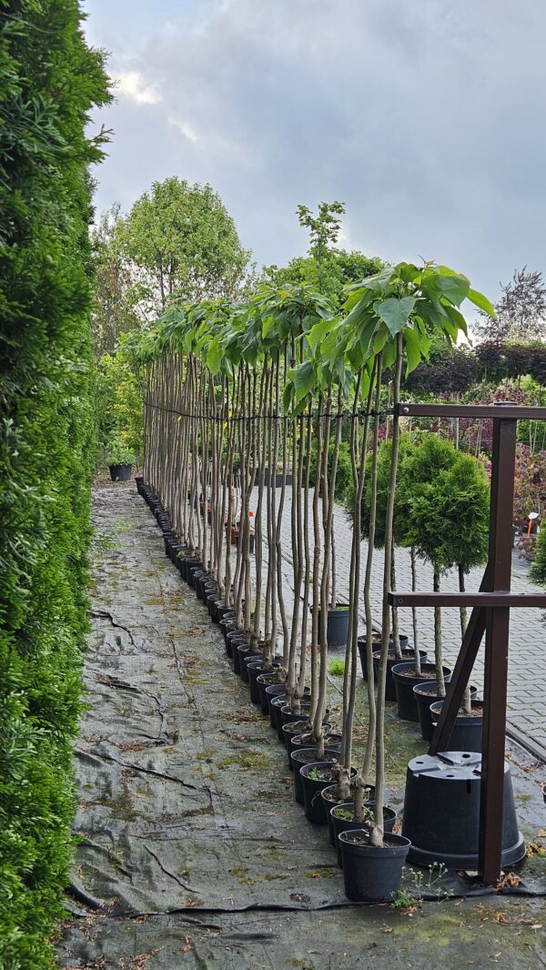 Katalpa Nana Surmia Catalpa