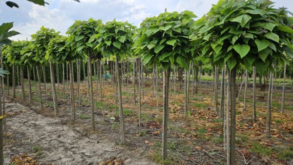 Katalpa Nana Surmia Catalpa
