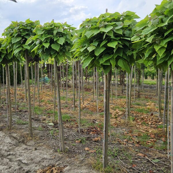 Katalpa Nana Surmia Catalpa