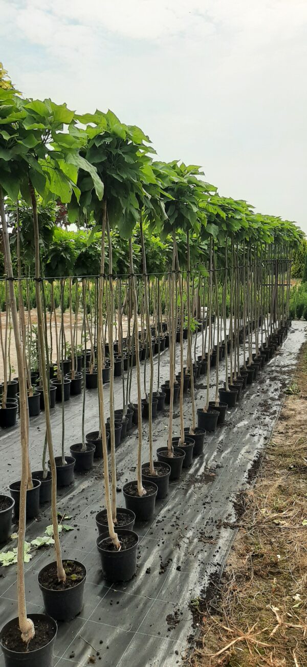 Katalpa Nana Surmia Catalpa