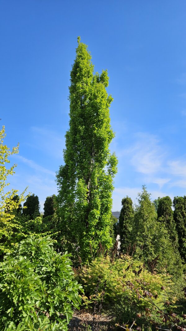 Dąb szypułkowy 'Fastigiate Koster' - Quercus robur