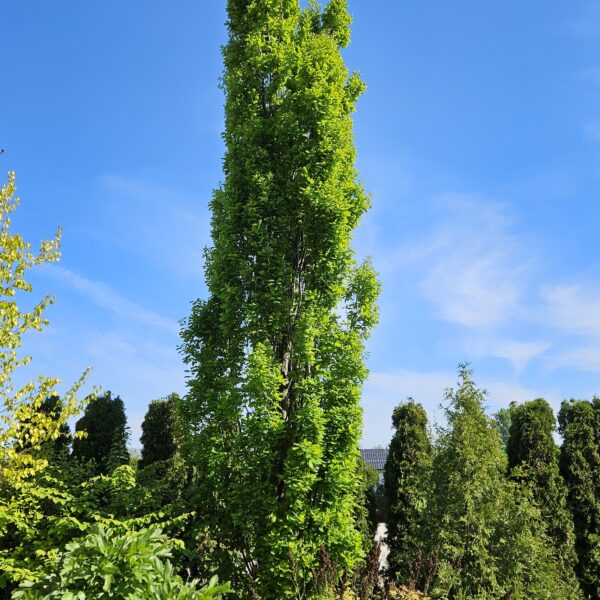 Dąb szypułkowy 'Fastigiate Koster' - Quercus robur