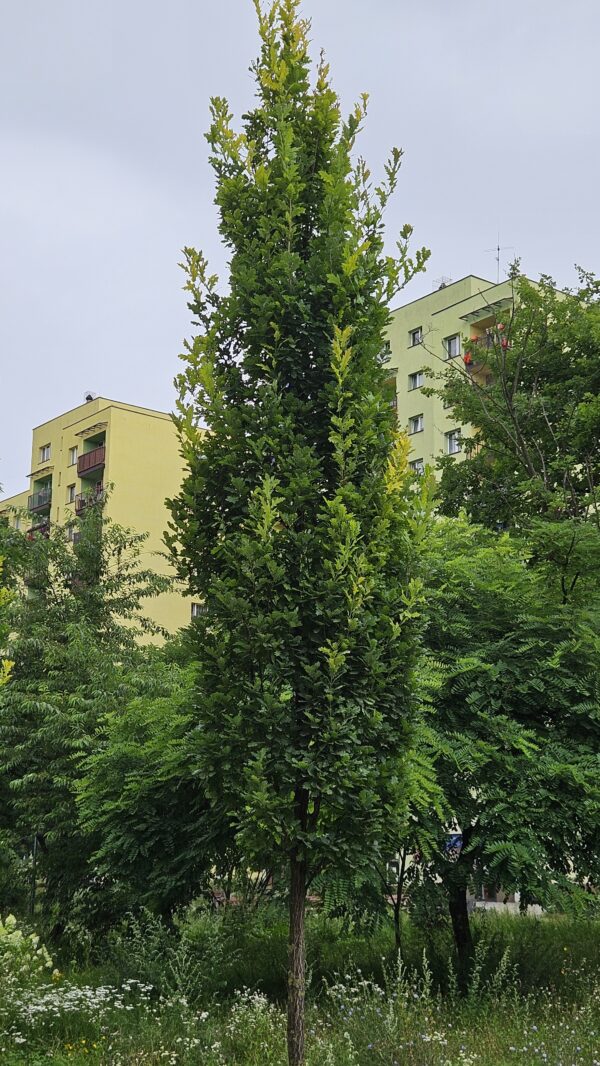 Dąb szypułkowy 'Fastigiate Koster' - Quercus robur