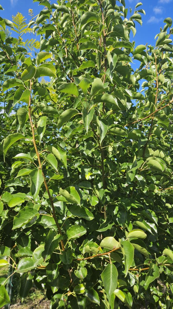 Grusza drobnoowocowa ‘Chanticleer’