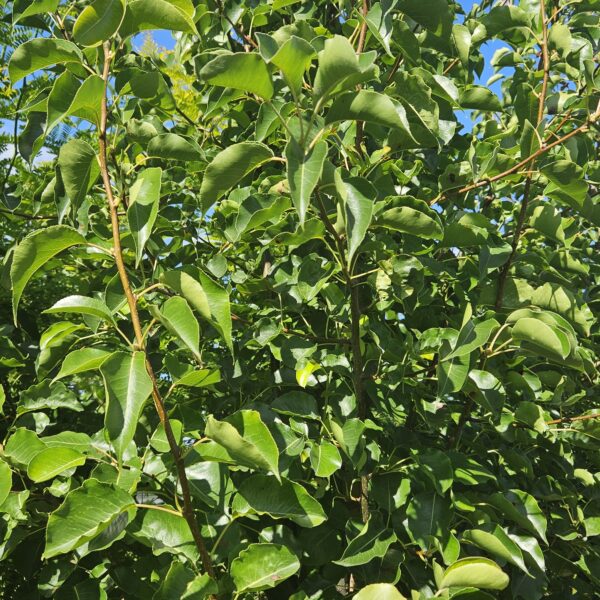 Grusza drobnoowocowa ‘Chanticleer’