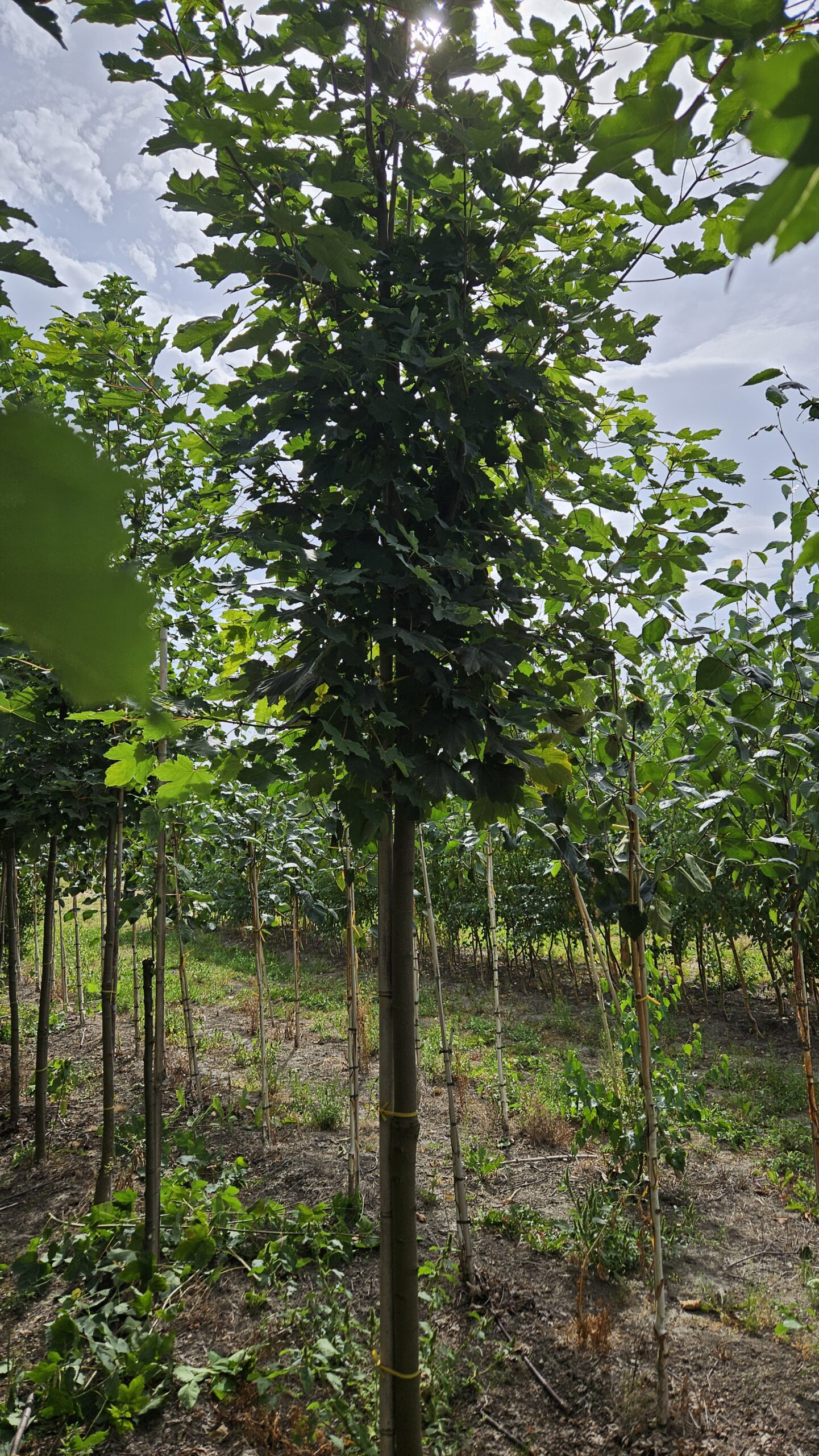 Klon jawor - obrazek 4