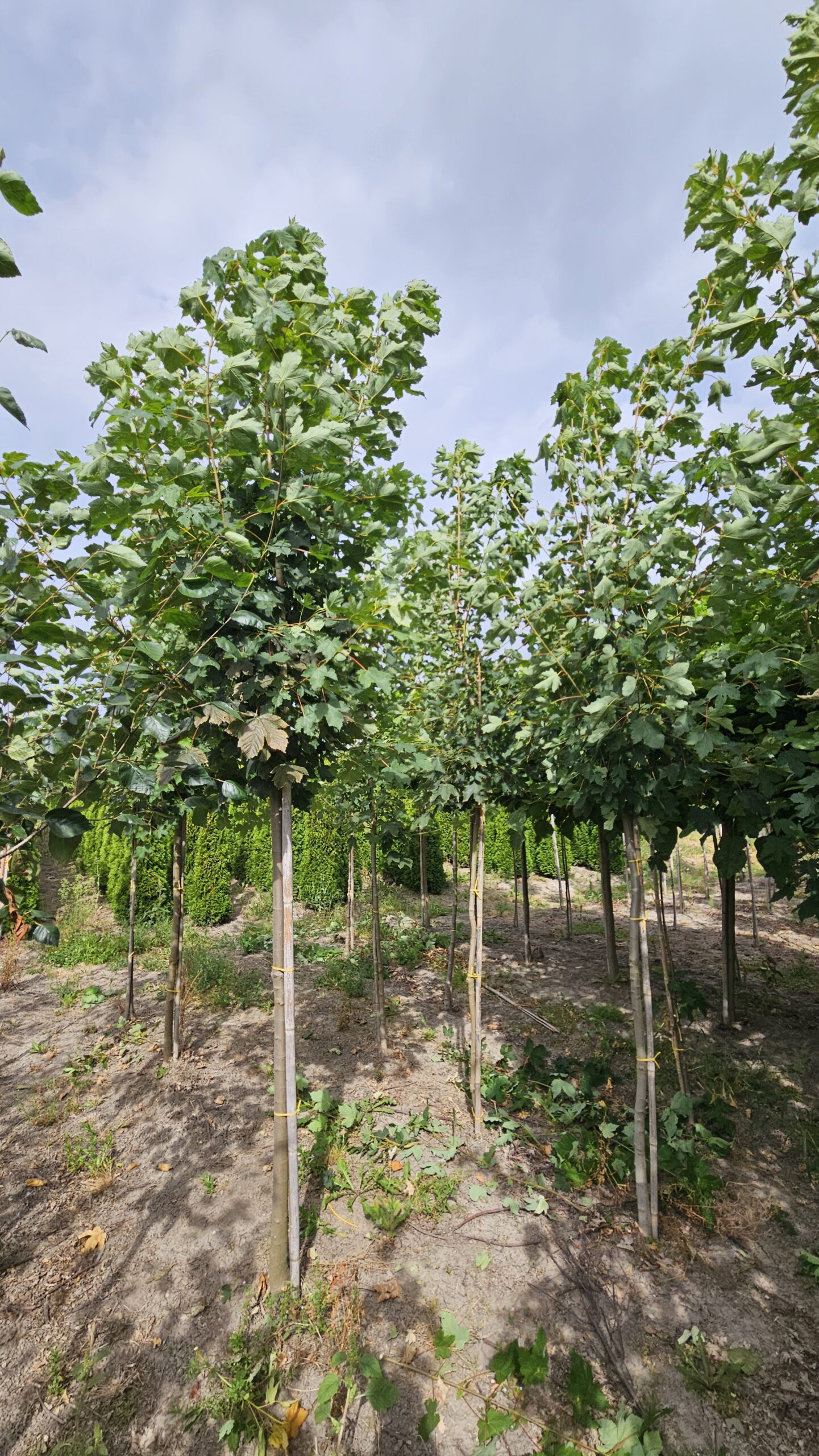 Klon jawor - obrazek 3