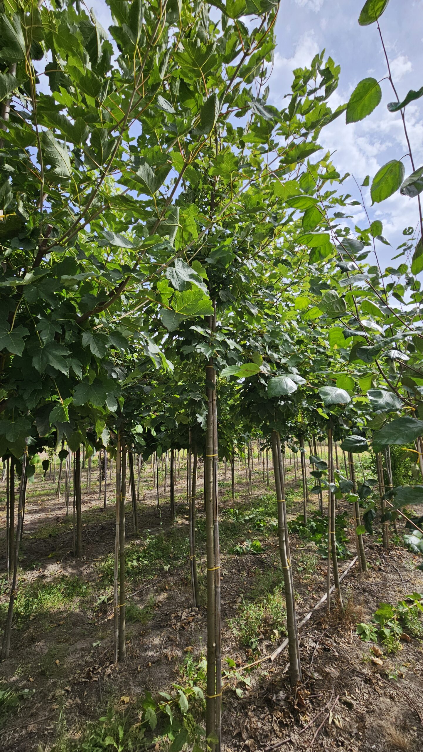 Klon jawor - obrazek 2