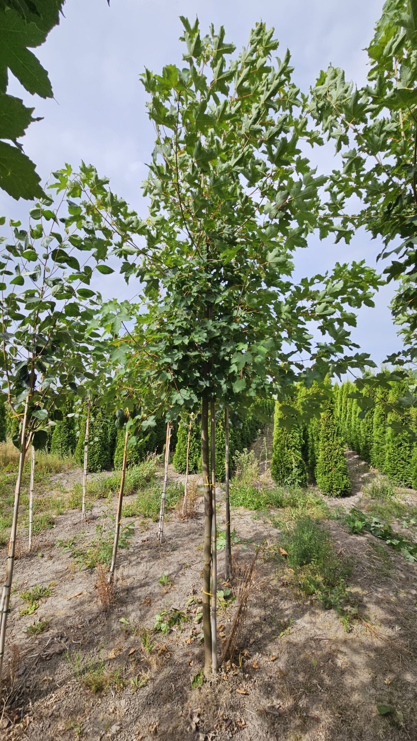 Klon jawor - obrazek 6