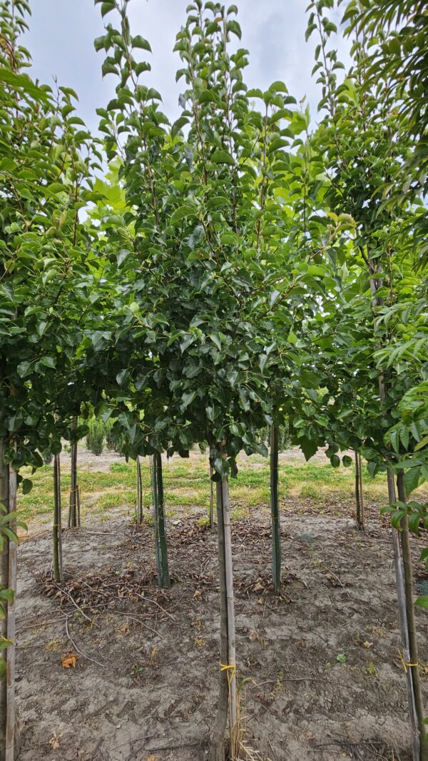 Grusza drobnoowocowa ‘Chanticleer’ - obrazek 5