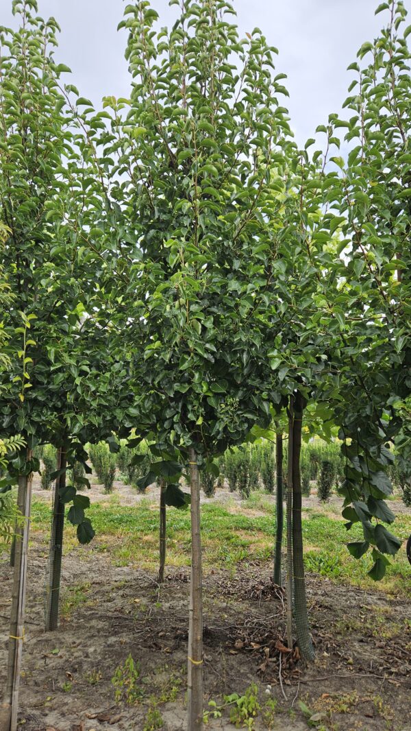 Grusza drobnoowocowa ‘Chanticleer’ - obrazek 2