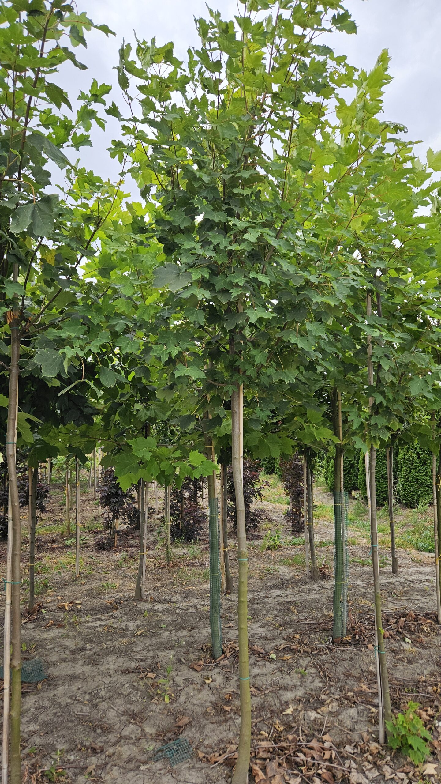 Klon jawor - obrazek 5