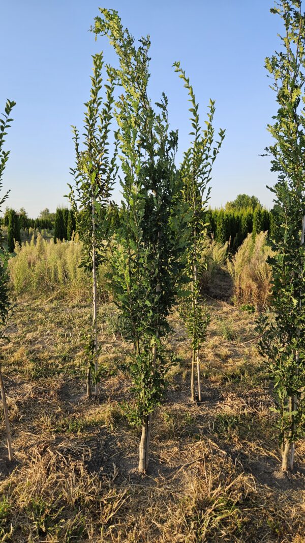 Dąb szypułkowy 'Fastigiate Koster' - Quercus robur