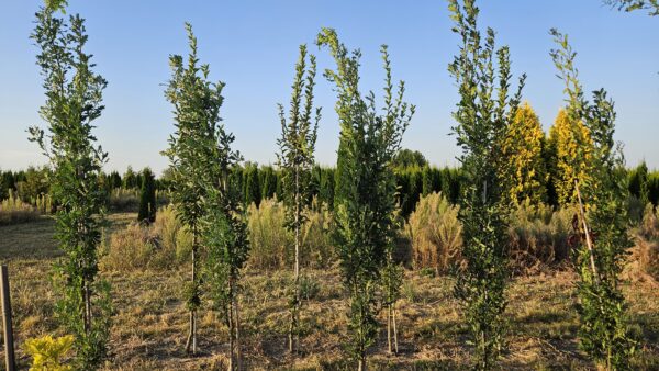 Dąb szypułkowy 'Fastigiate Koster' - Quercus robur