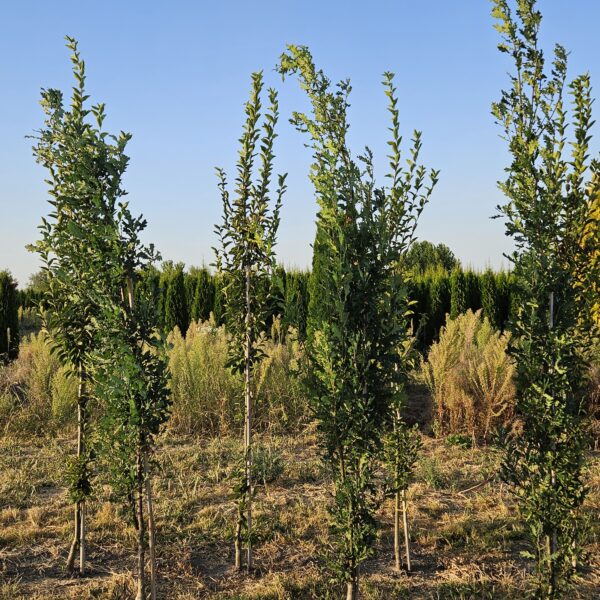 Dąb szypułkowy 'Fastigiate Koster' - Quercus robur