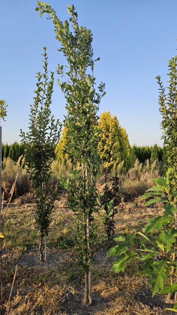 Dąb szypułkowy 'Fastigiate Koster' - Quercus robur