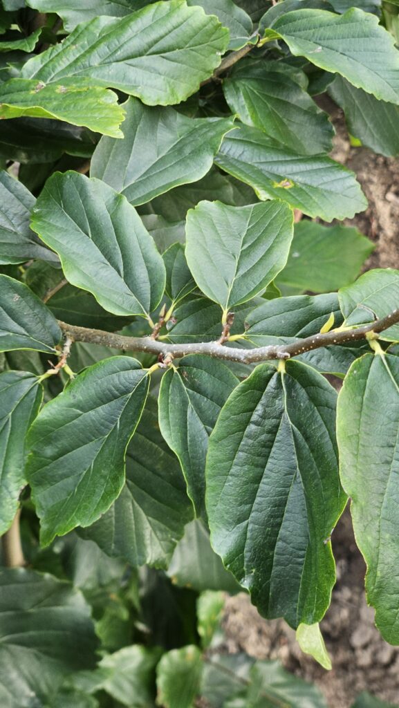 Parocja perska 'Vanessa'