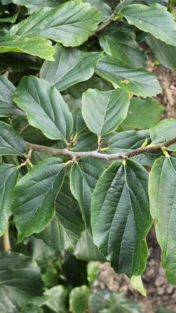 Parocja perska 'Vanessa'