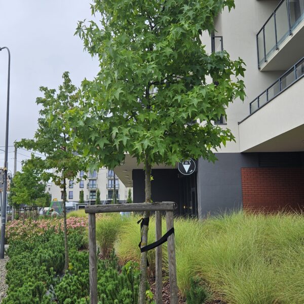 Ambrowiec amerykański - Liquidambar styraciflua