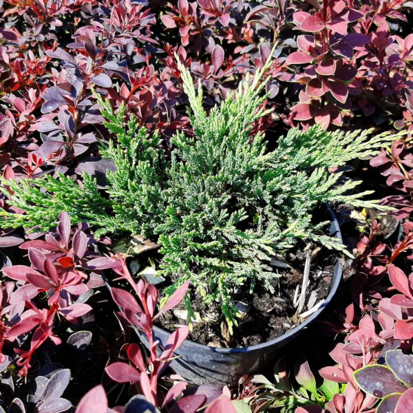 Jałowiec płożący Prince of Wales