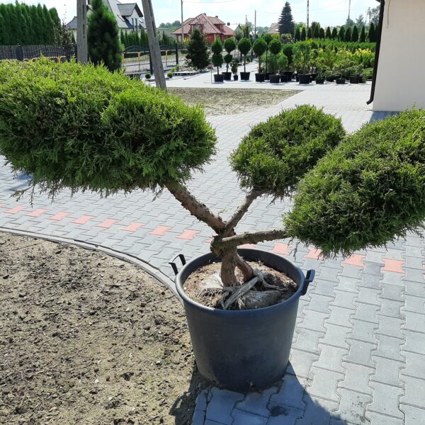 Jałowiec chiński 'Kuriwao Gold