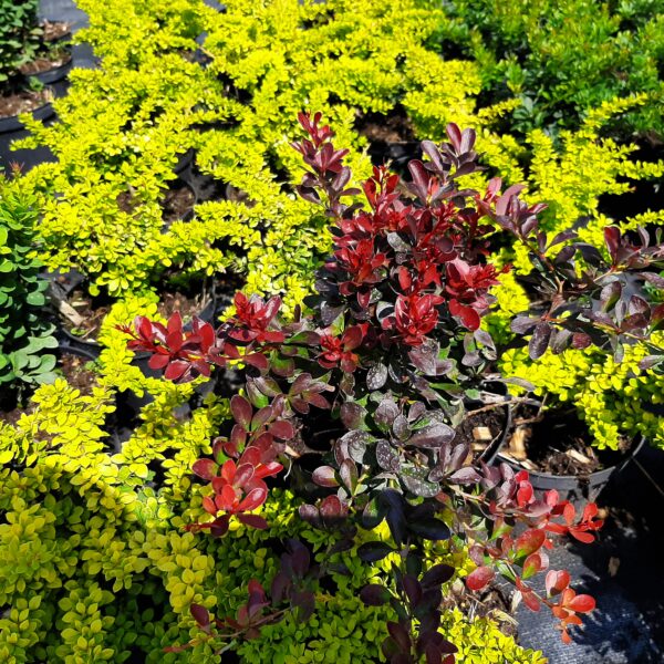 Berberys Thunberga Concorde