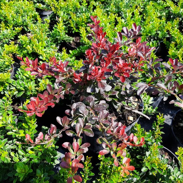 Berberys Thunberga Concorde
