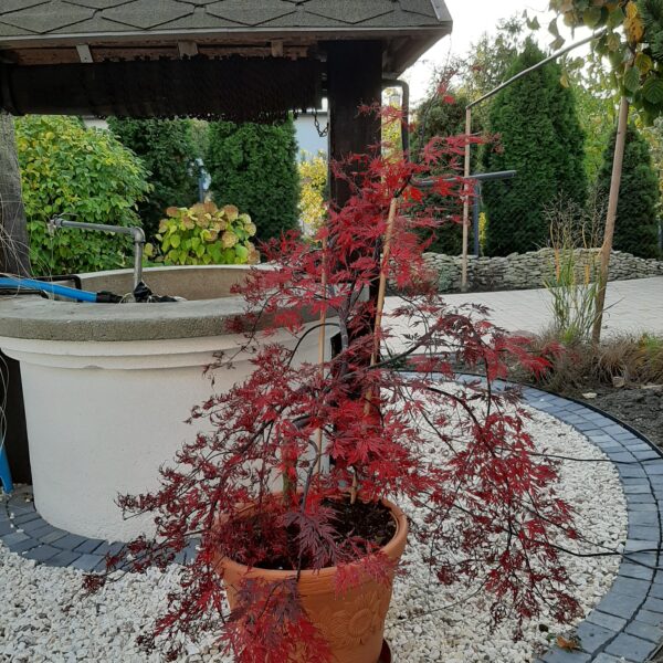 Klon palmowy 'Garnet'