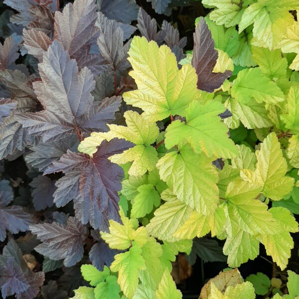 Pęcherznica kalinolistna 'Luteus'