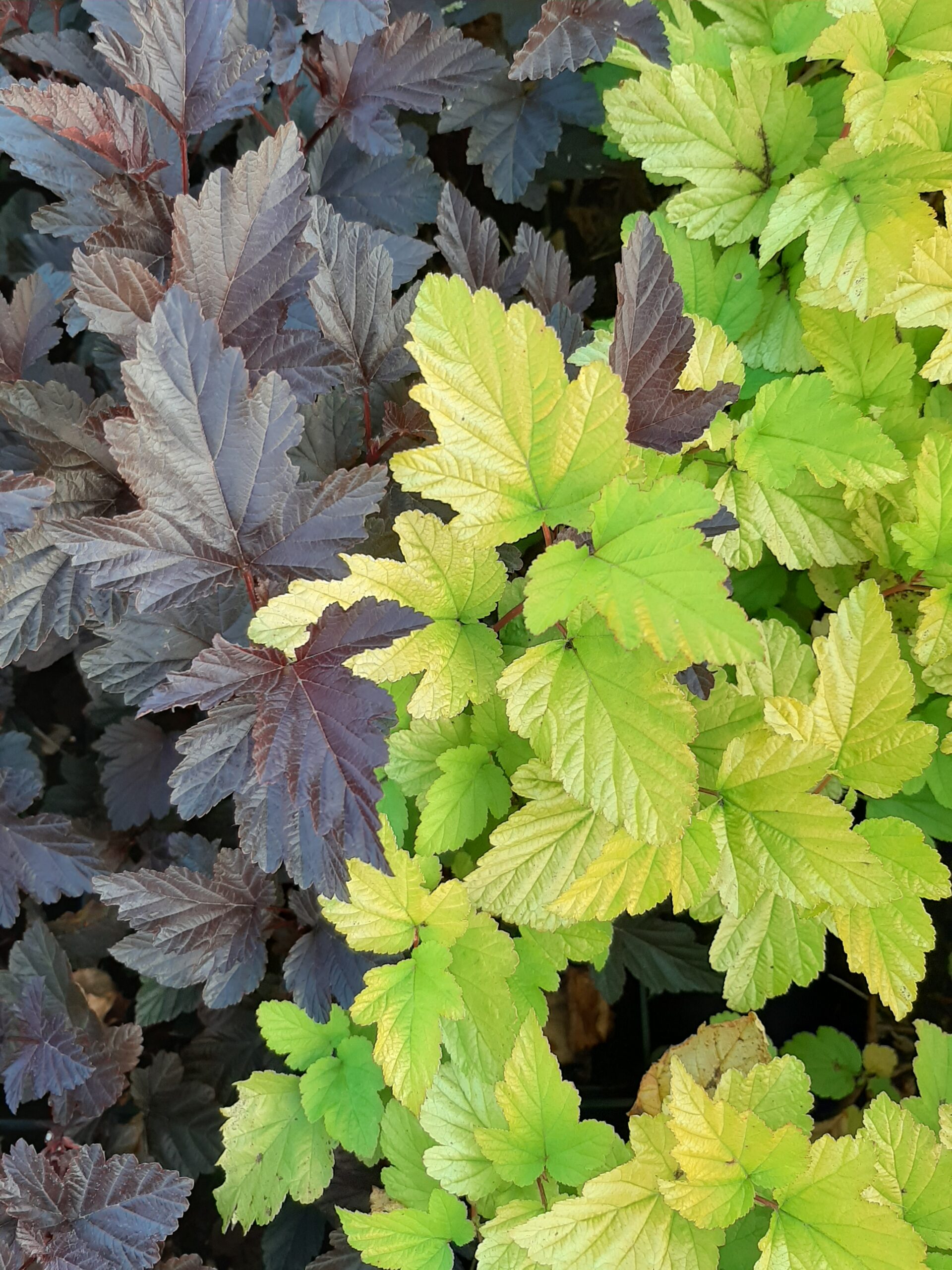 Pęcherznica kalinolistna 'Luteus'