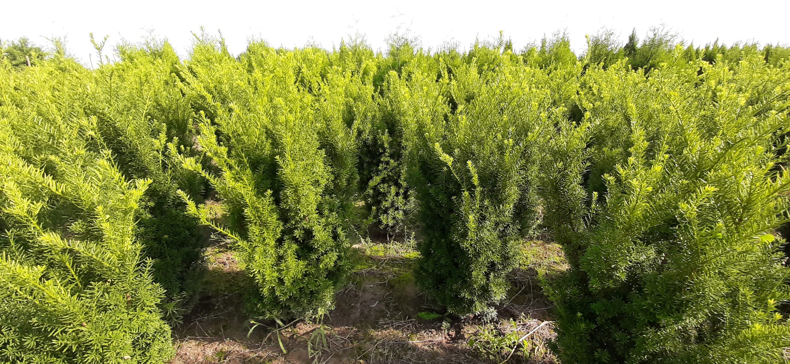 Cis pośredni 'Pacanów'