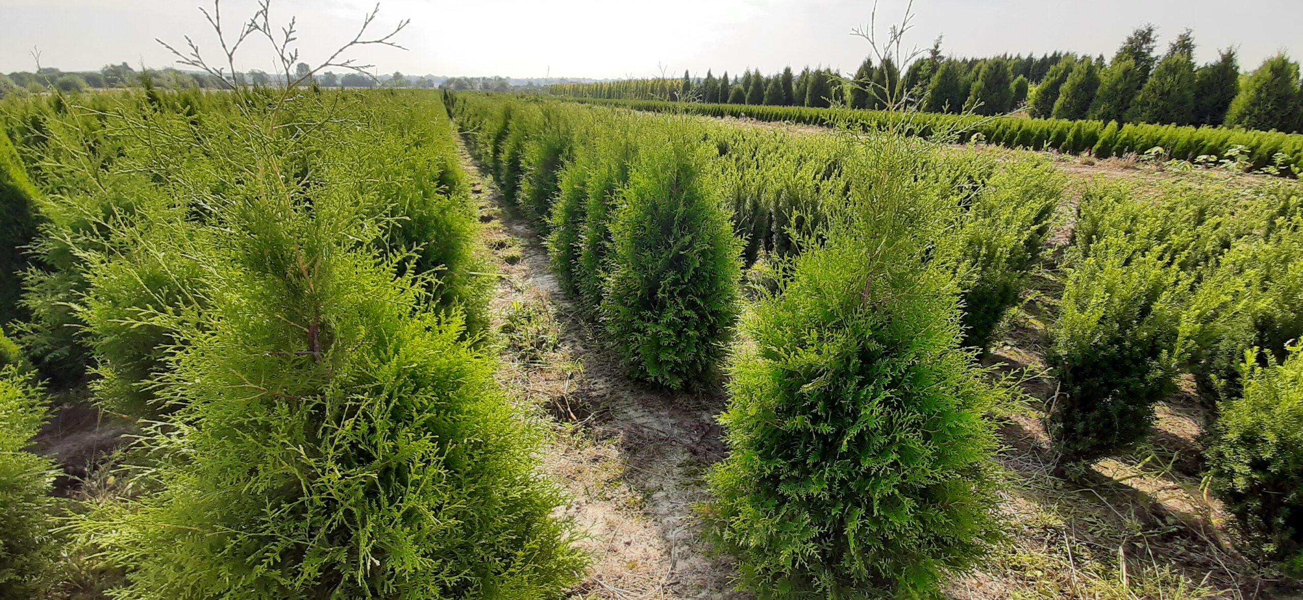 Żywotnik zachodni 'Brabant'